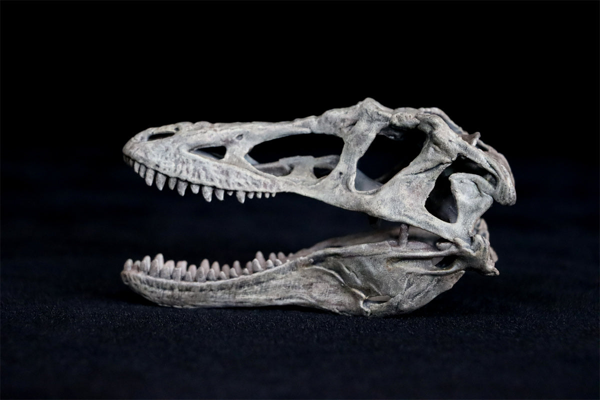 Tyrannosaurus Skull Model