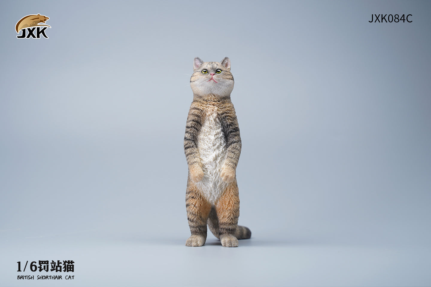 JXK 1/6 British Shorthair Cat