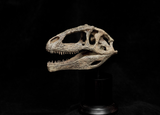 Giganotosaurus Skull Model