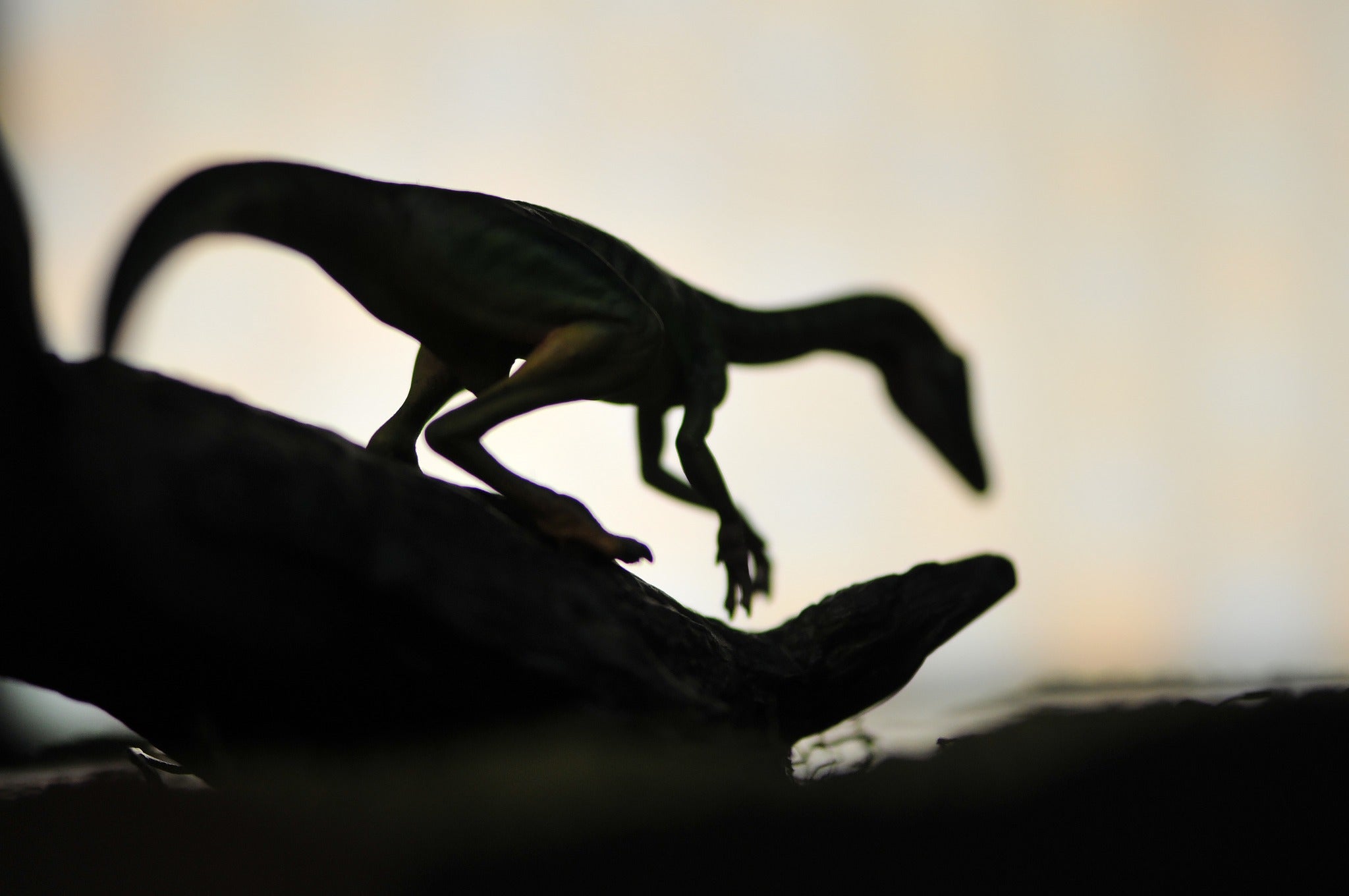 DINO DREAM 1/5 Scale Compsognathus Statue