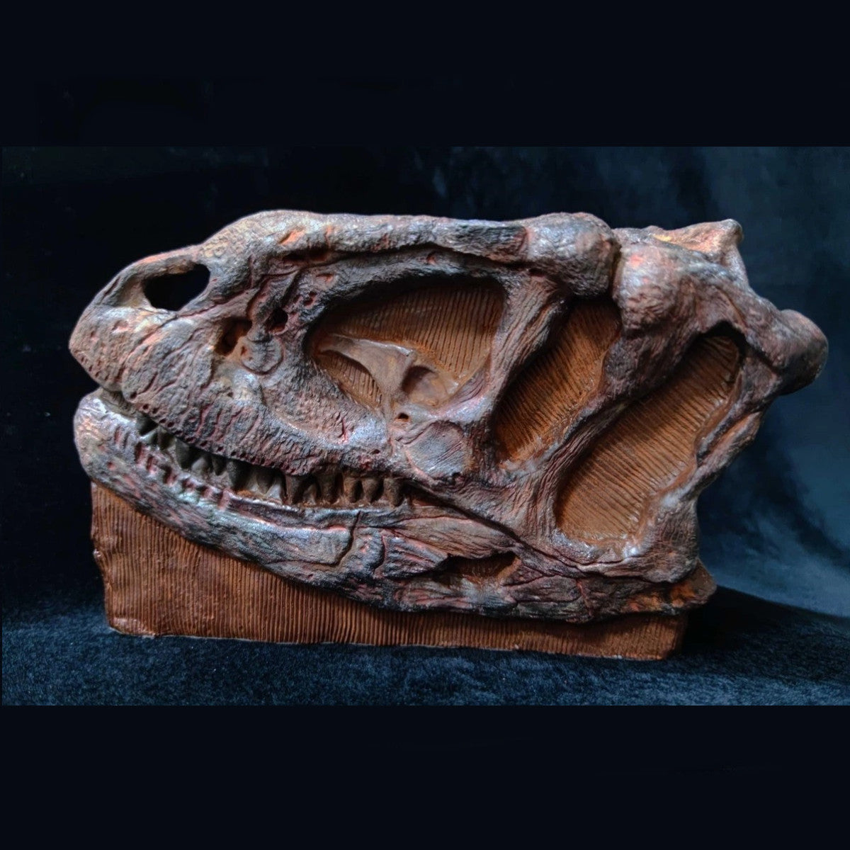 Yangchuanosaurus Skull Skeleton Model