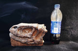 Yangchuanosaurus Skull Skeleton Model