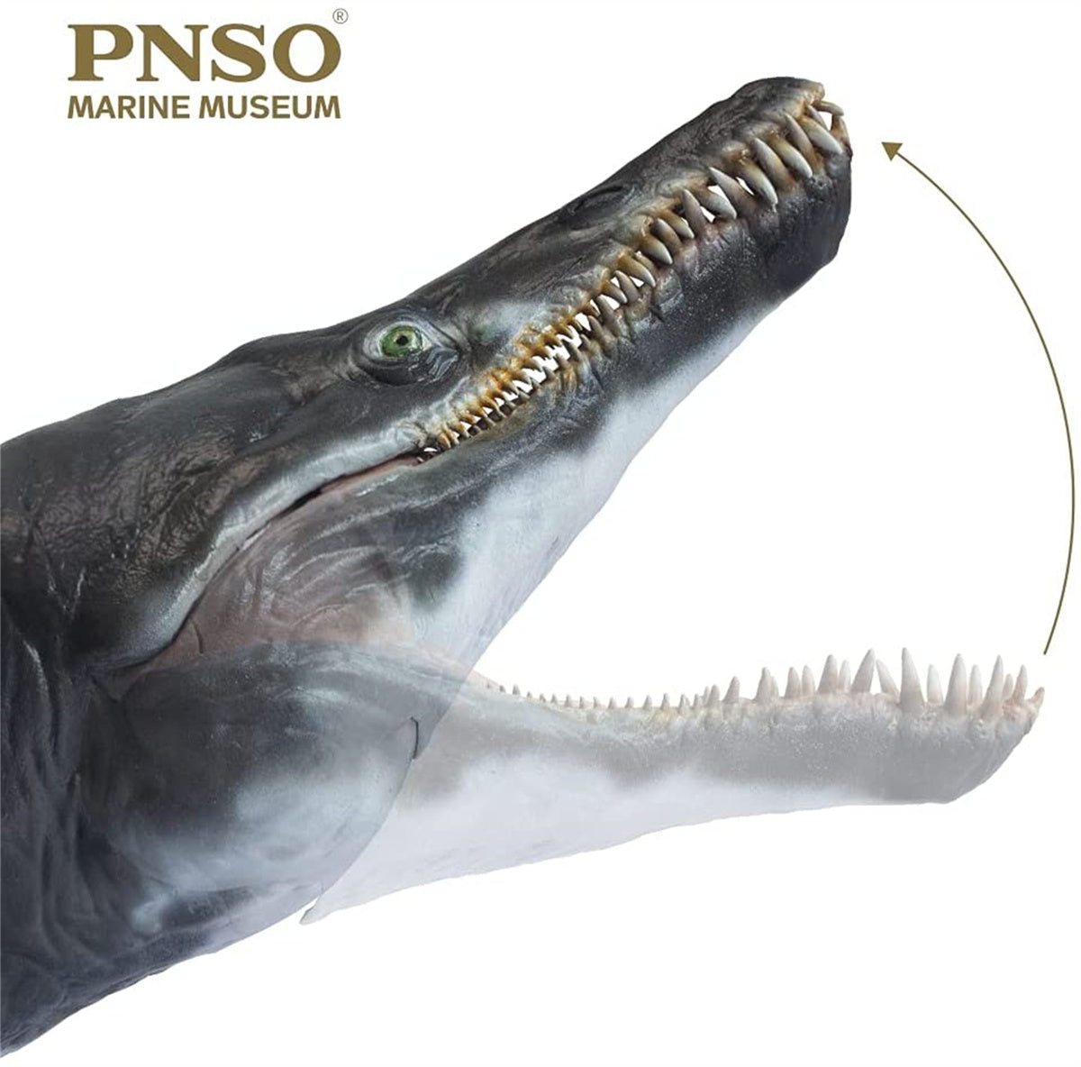 PNSO 1/35 Kronosaurus Jeff Model – Lana Time Shop