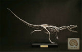 1/10 Allosaurus Skull Skeleton Model