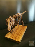 1/10 Tyrannosaurus Rex Skull Skeleton Model