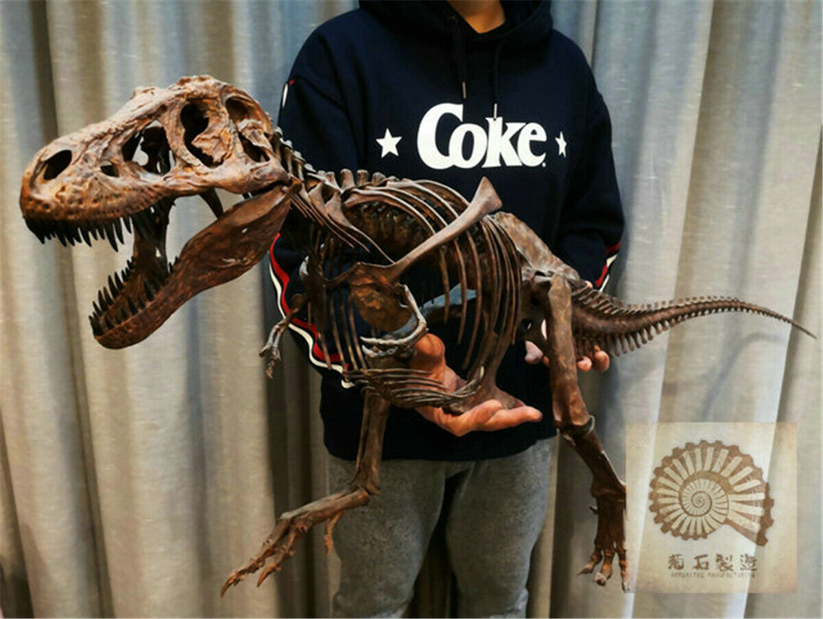 1/10 Tyrannosaurus Rex Skull Skeleton Model – Lana Time Shop