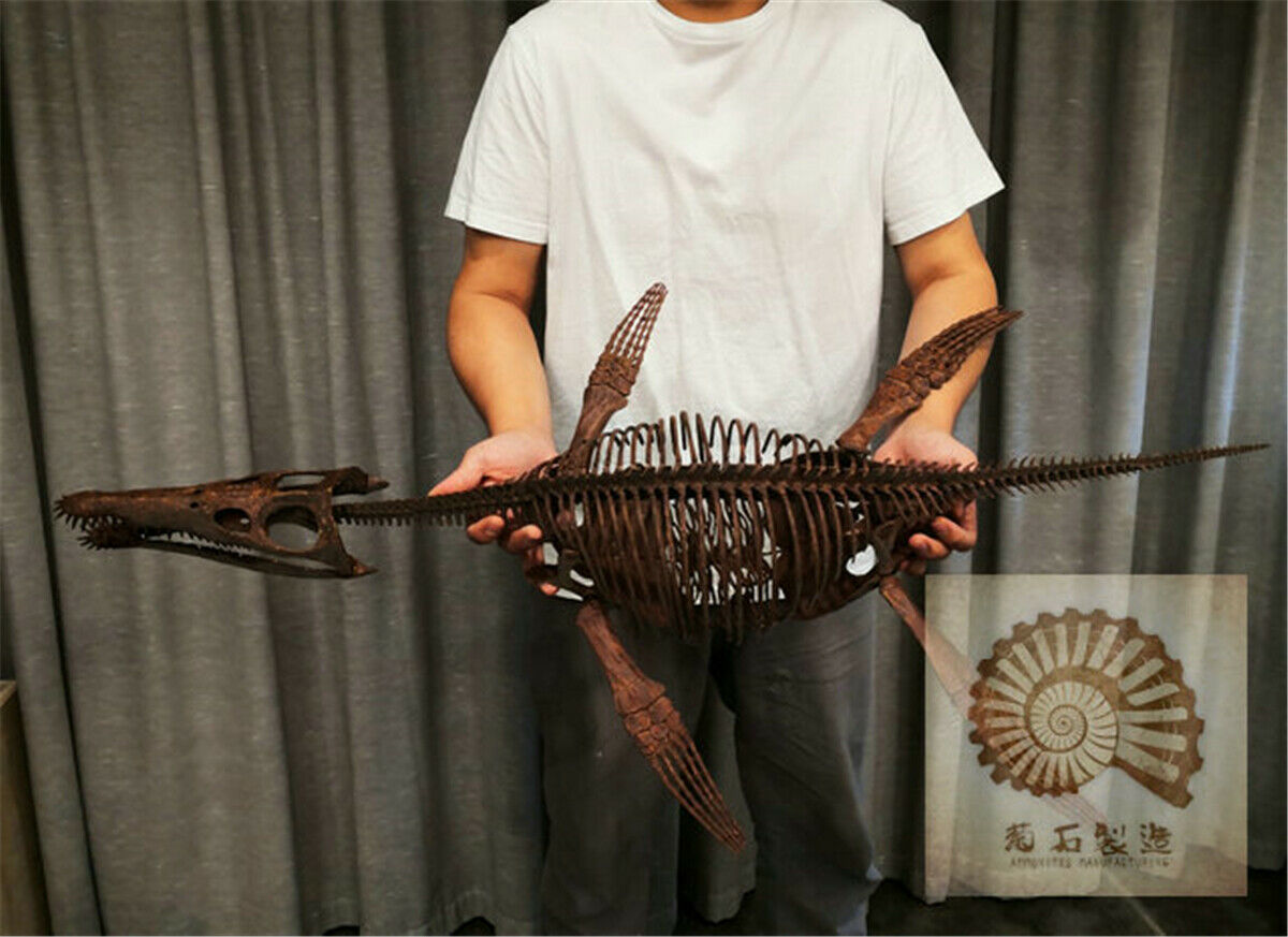 1/6 Liopleurodon Skull Skeleton Model