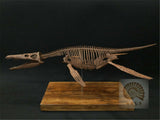 1/6 Liopleurodon Skull Skeleton Model