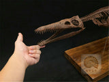 1/6 Liopleurodon Skull Skeleton Model