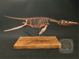 1/6 Liopleurodon Skull Skeleton Model