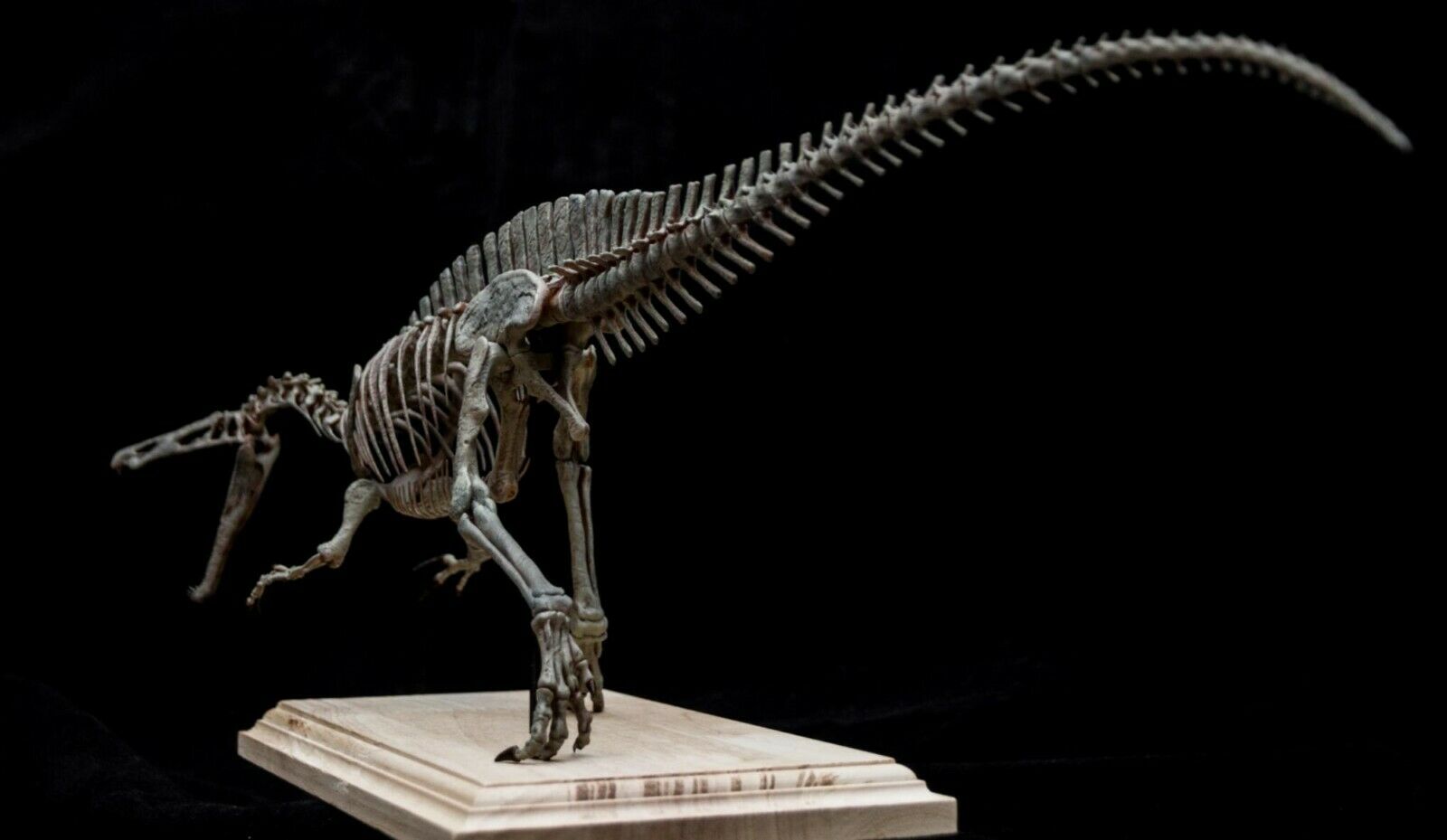 Suchomimus Skeleton Model