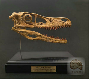 1/1 Velociraptor Skull Skeleton Model