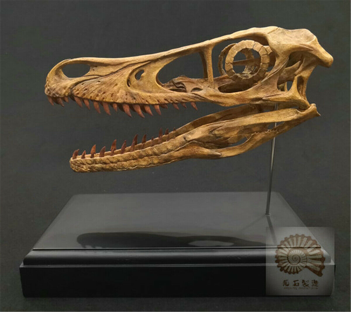 1/1 Velociraptor Skull Skeleton Model