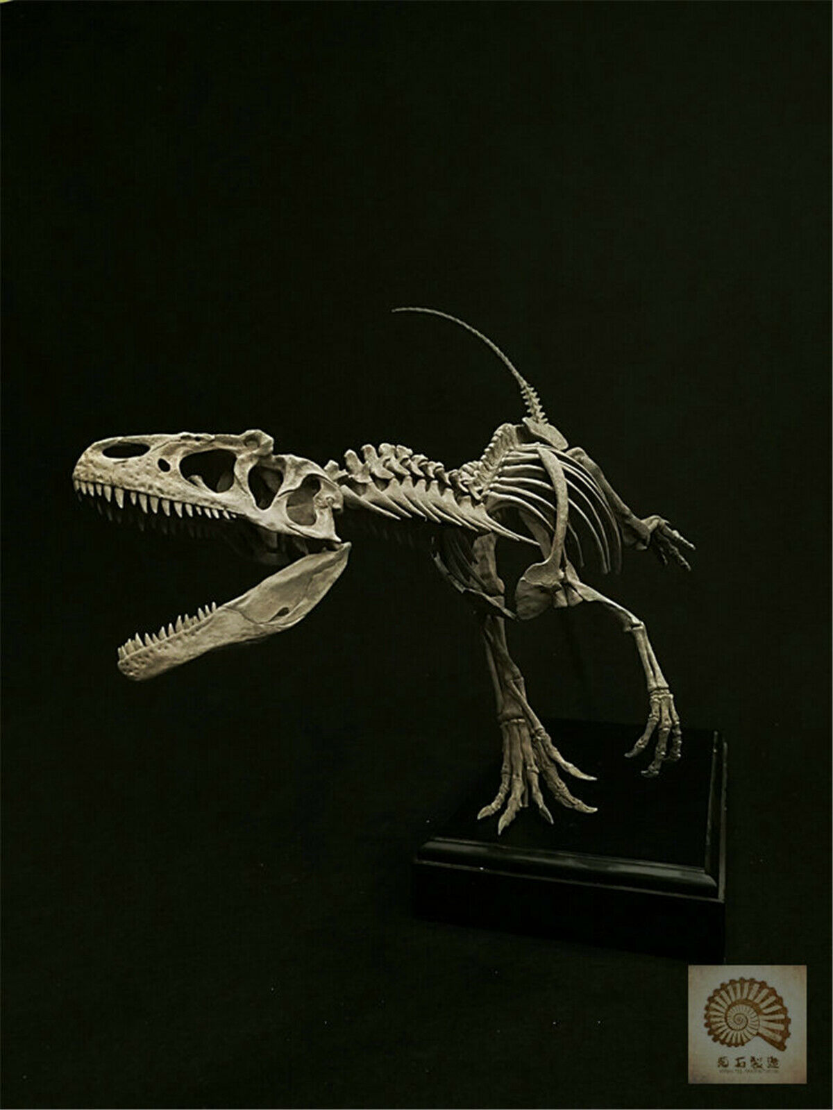 1/10 Allosaurus Skull Skeleton Model
