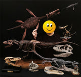 1/1 Velociraptor Skull Skeleton Model