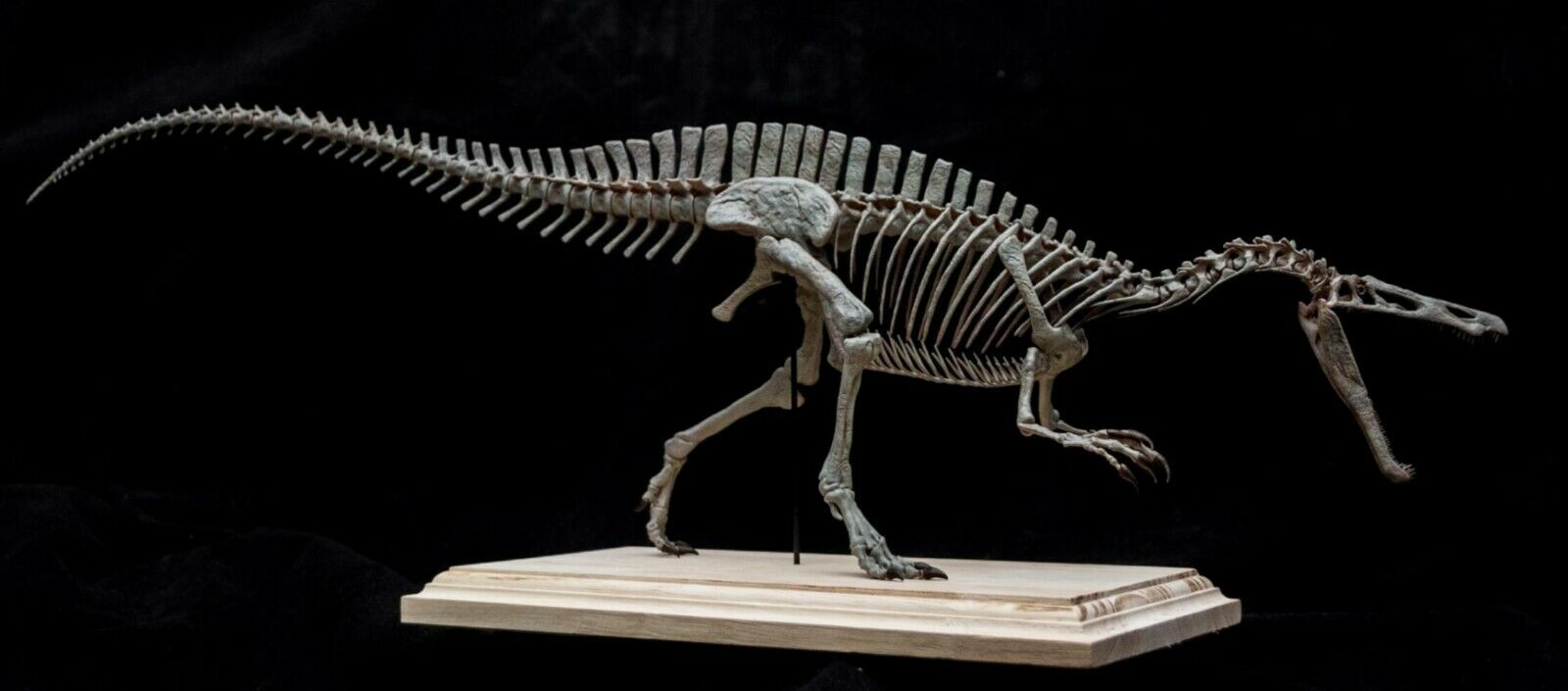 Suchomimus Skeleton Model