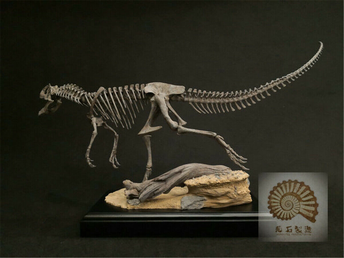 1/10 Allosaurus Skull Skeleton Model