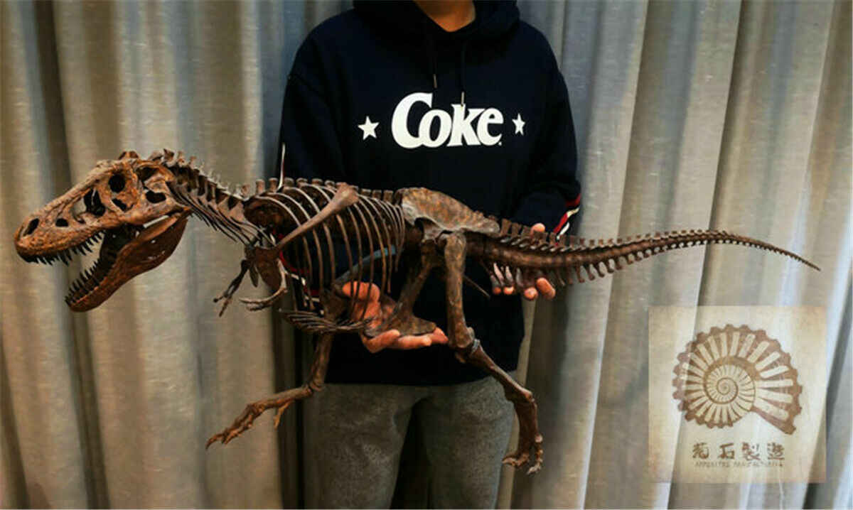 1/10 Tyrannosaurus Rex Skull Skeleton Model
