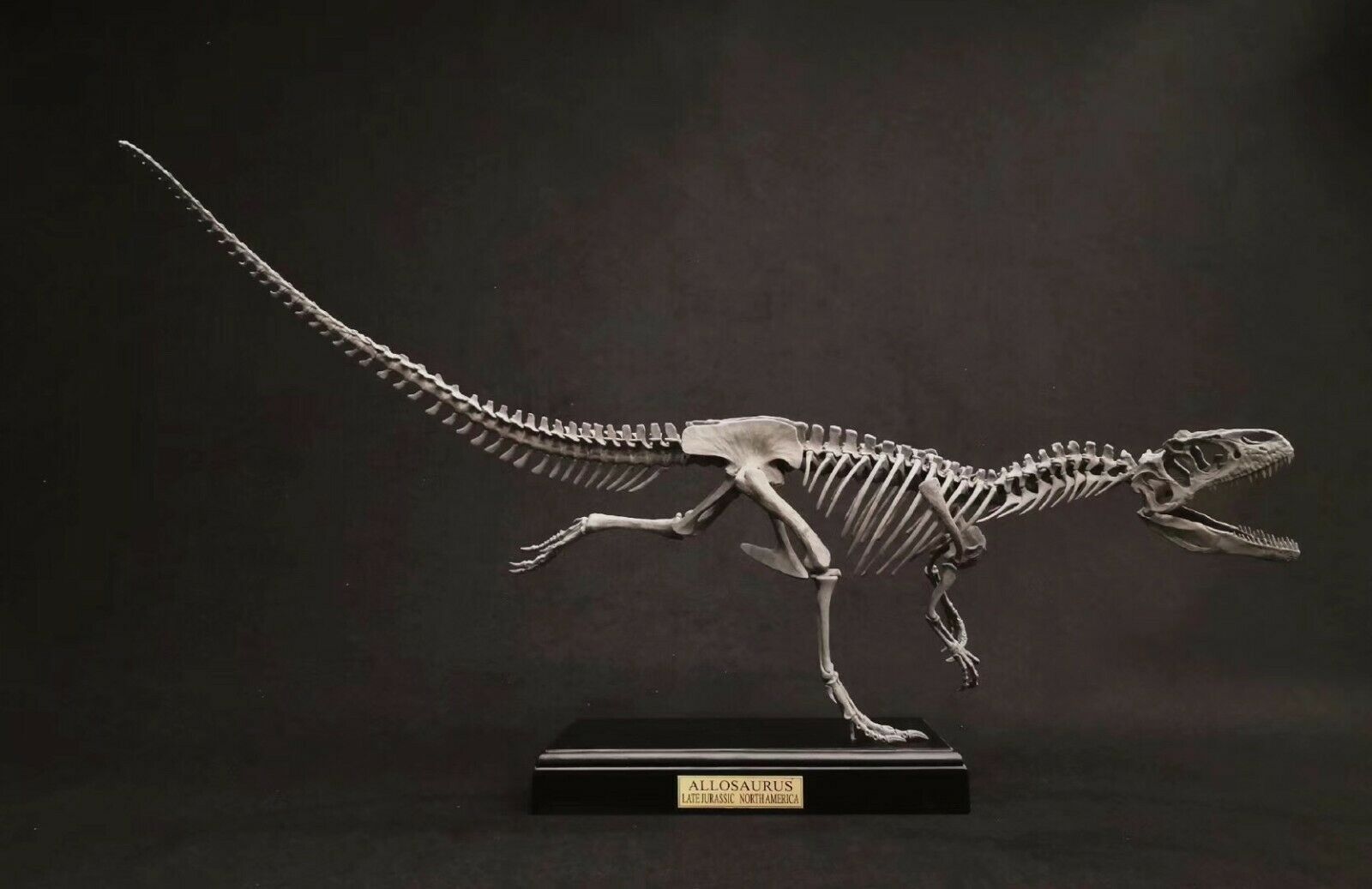 1/10 Allosaurus Skull Skeleton Model