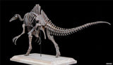 1/20 Deinocheirus Skeleton Model