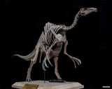 1/20 Deinocheirus Skeleton Model