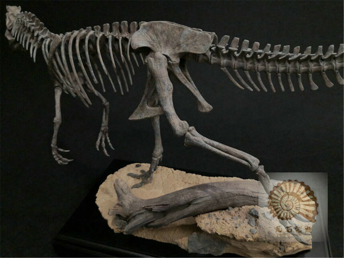 1/10 Allosaurus Skull Skeleton Model