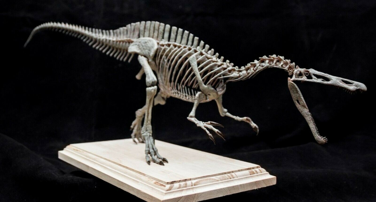 Suchomimus Skeleton Model