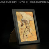 Vitae Archaeopteryx Fossil Photo Frame Model