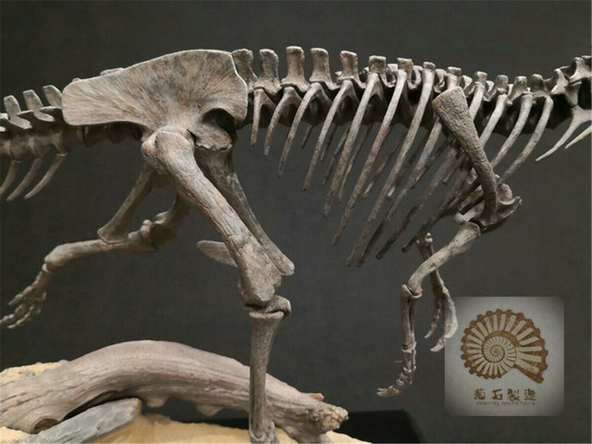 1/10 Allosaurus Skull Skeleton Model