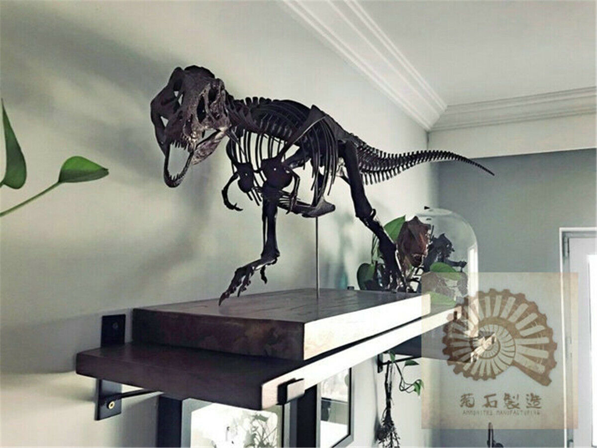 1/10 Tyrannosaurus Rex Skull Skeleton Model – Lana Time Shop