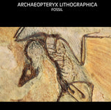 Vitae Archaeopteryx Fossil Photo Frame Model