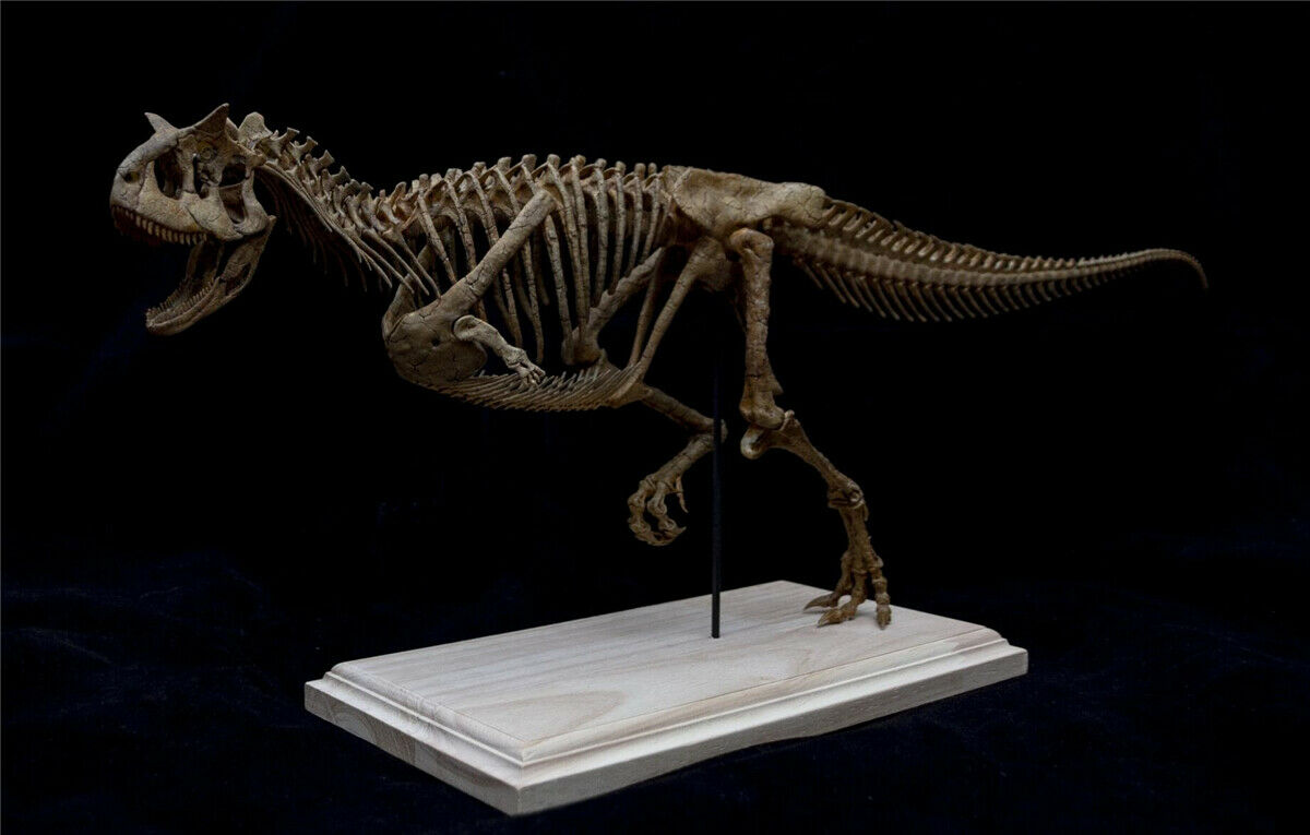 Carnotaurus Skeleton Model
