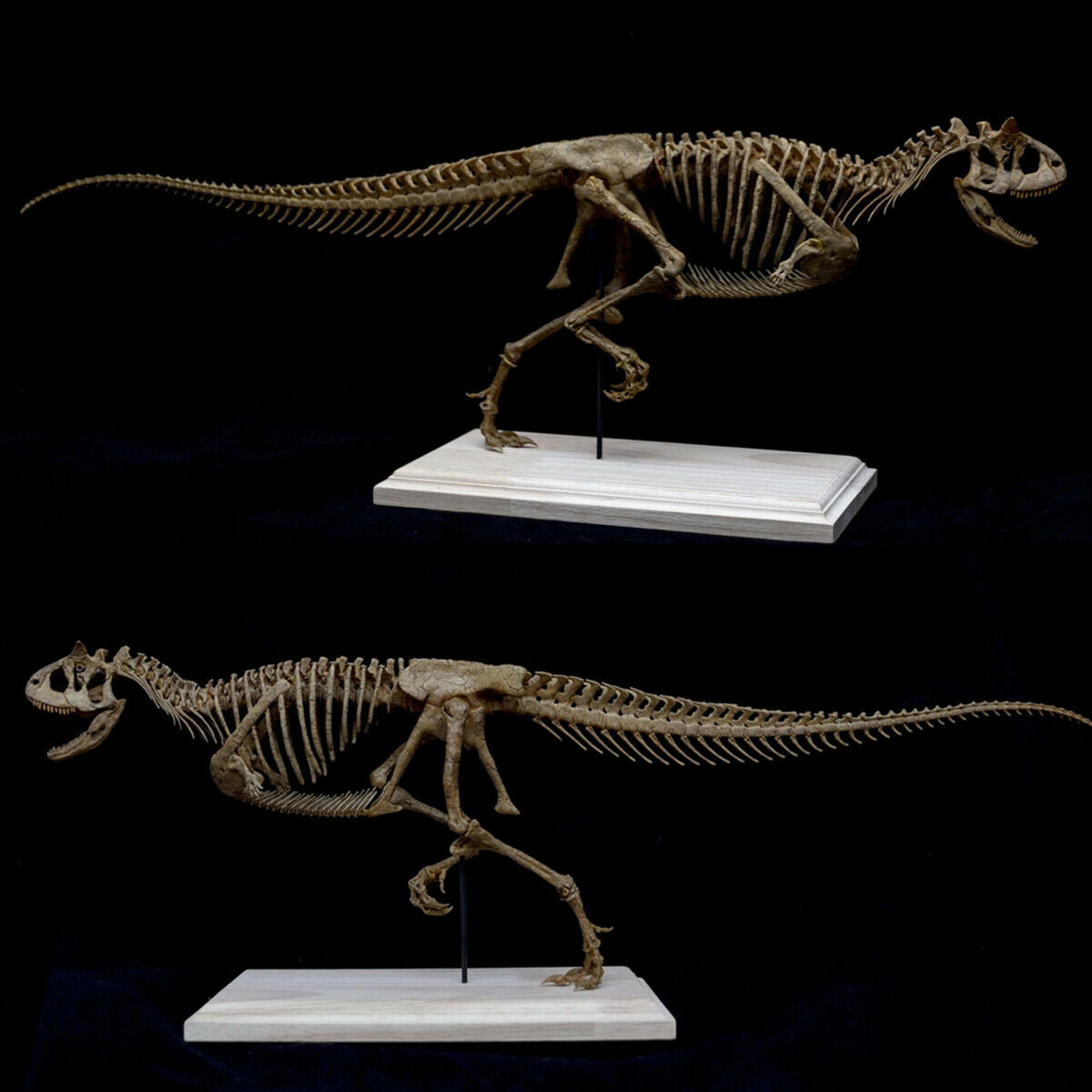 Carnotaurus Skeleton Model