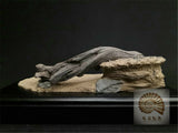 1/10 Allosaurus Skull Skeleton Model