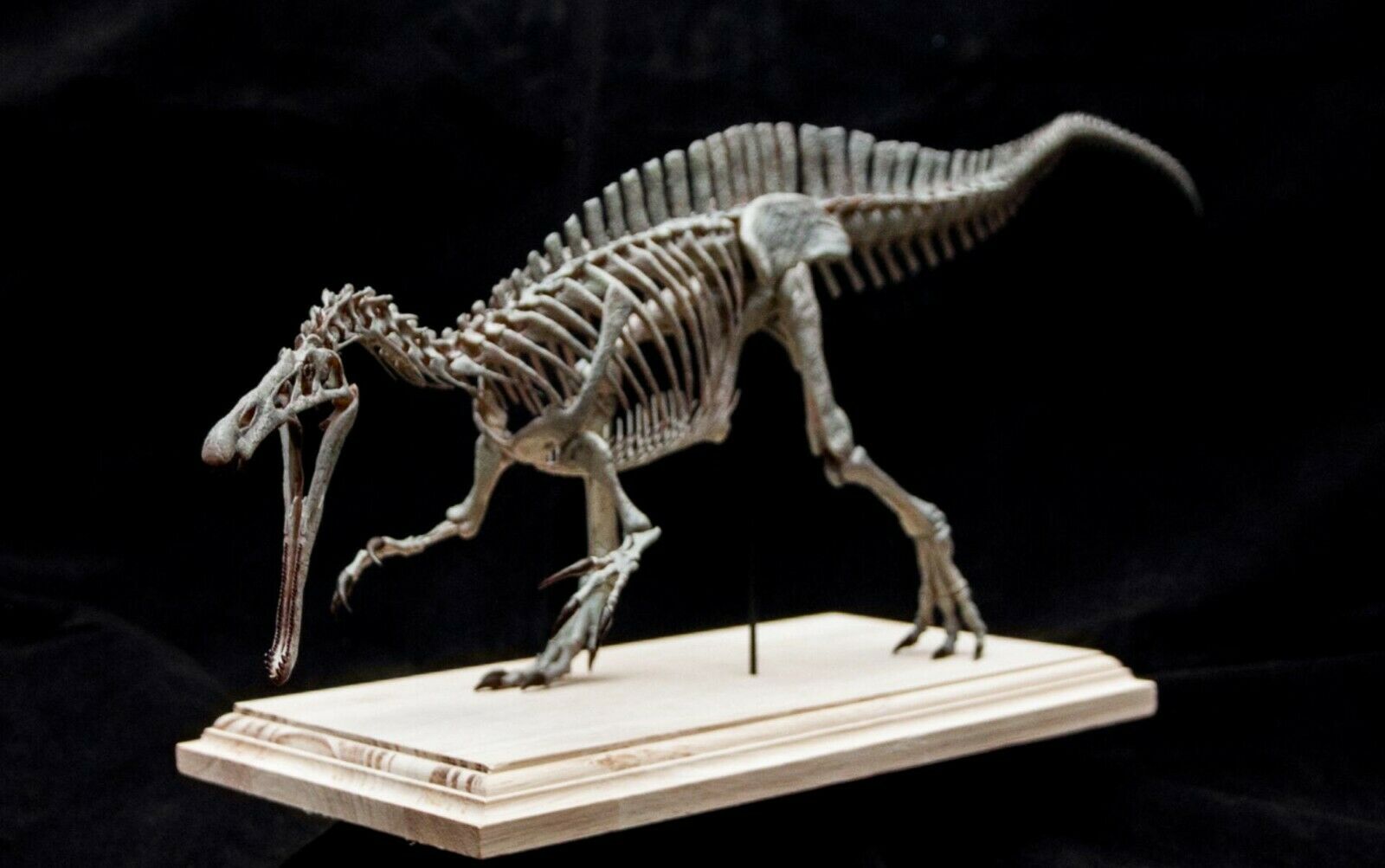 Suchomimus Skeleton Model