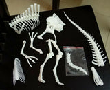 1/20 Deinocheirus Skeleton Model