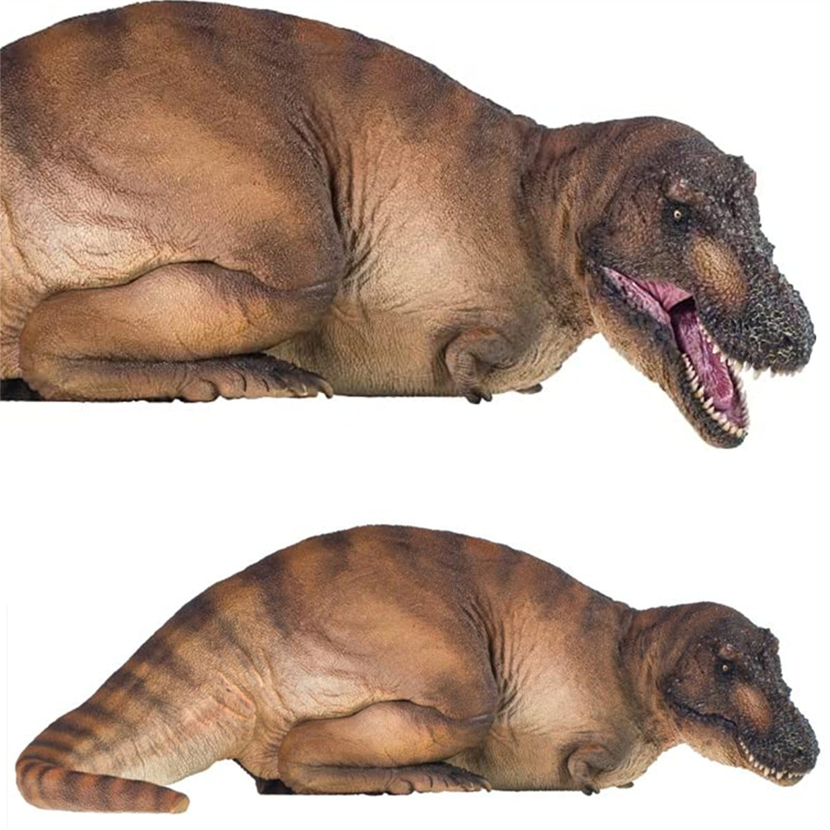 その他 ANDREA DINOTE ART PLASTIC Amazon.com: PNSO Dinosaur Museums Series (Andrea The