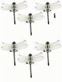 Anotogaster Dragonfly Model