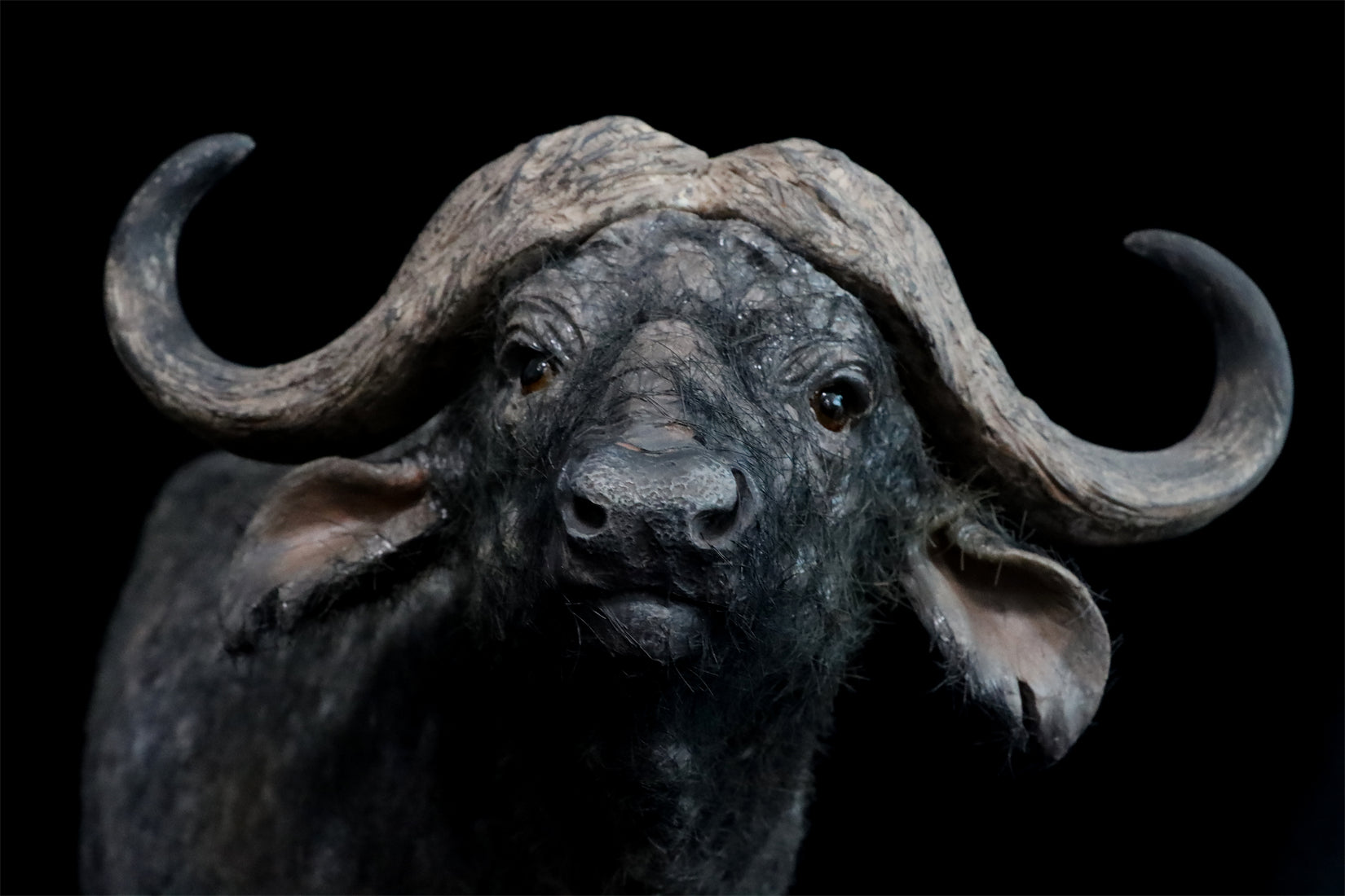 JXK 1/6 Syncerus Caffer Model