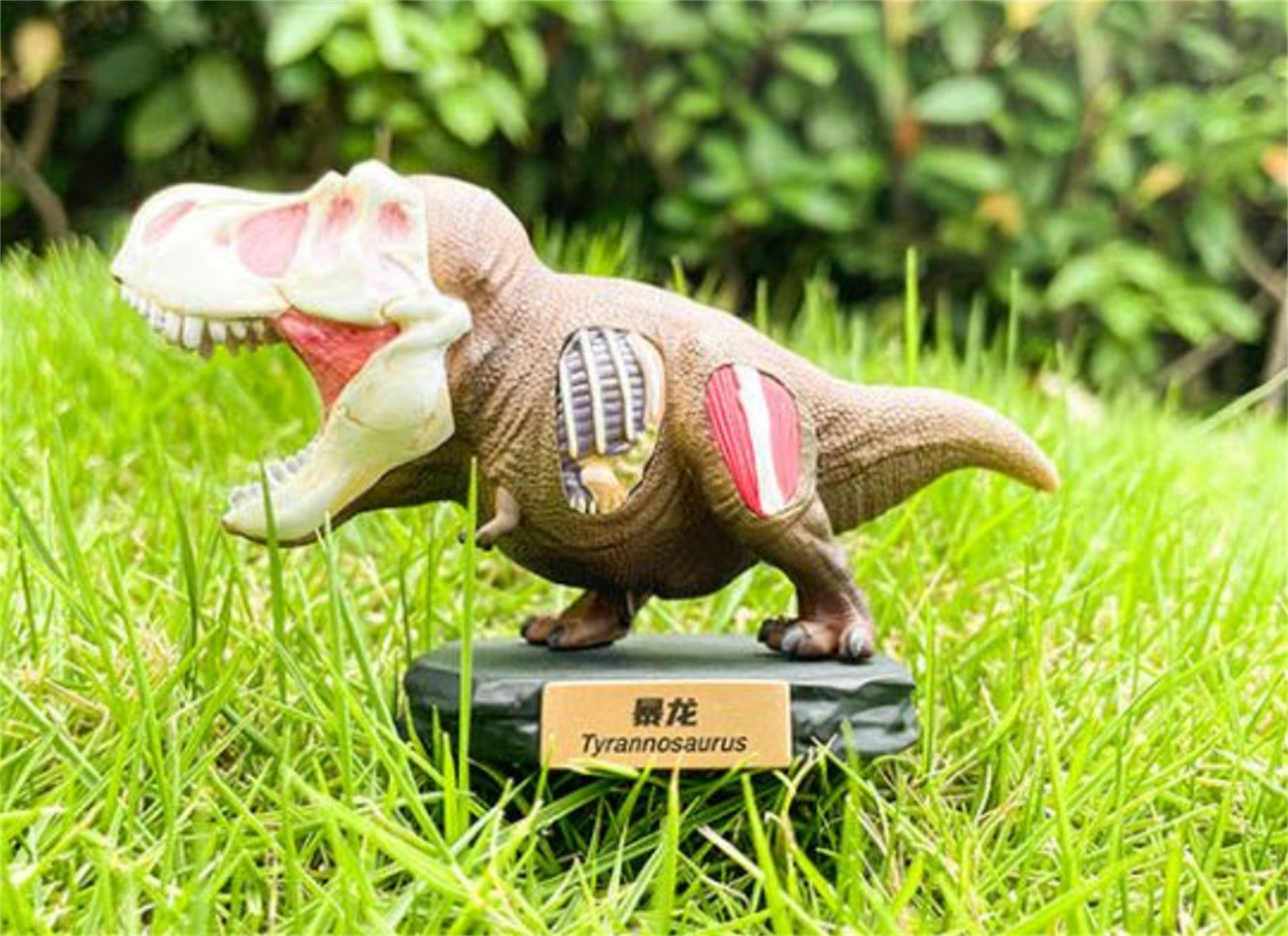 Animal Planet T-Rex Model