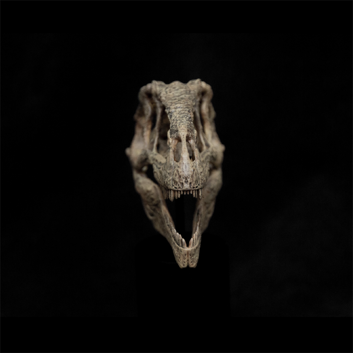 Spiclypeus Shipporum Skull Model