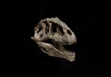 Giganotosaurus Skull Model