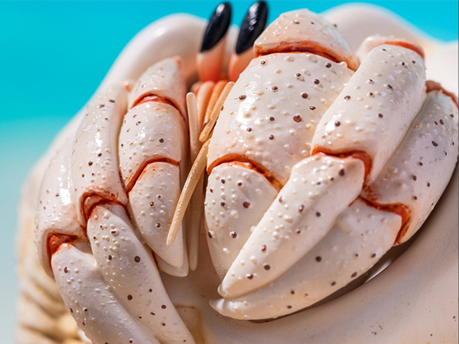 KONGZOO Summer Hermit Crab Model