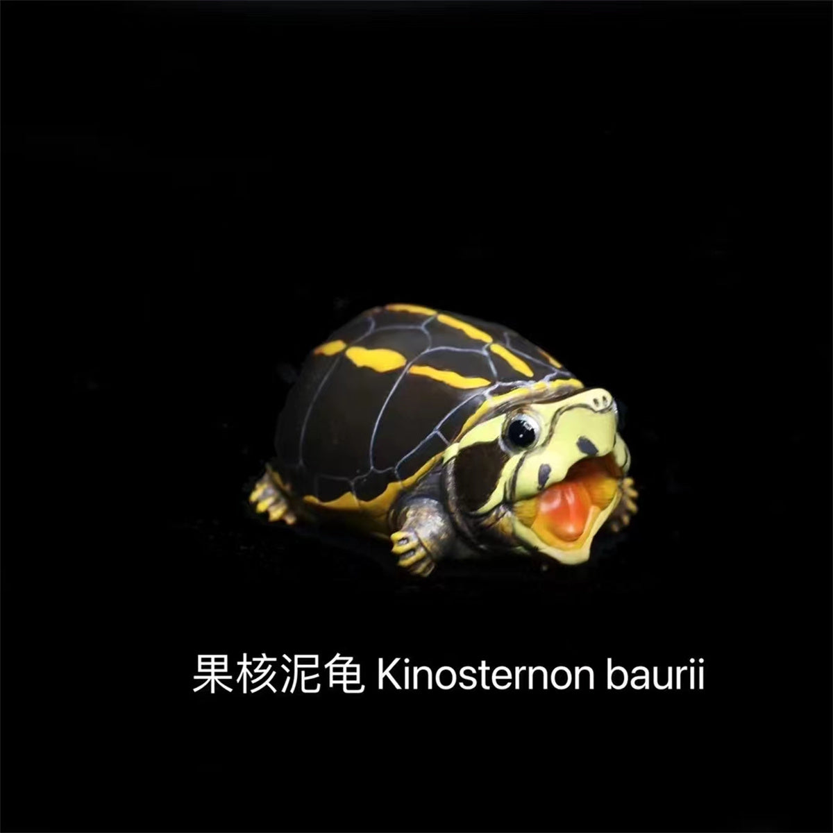 Q Version Turtle Blind Box Model