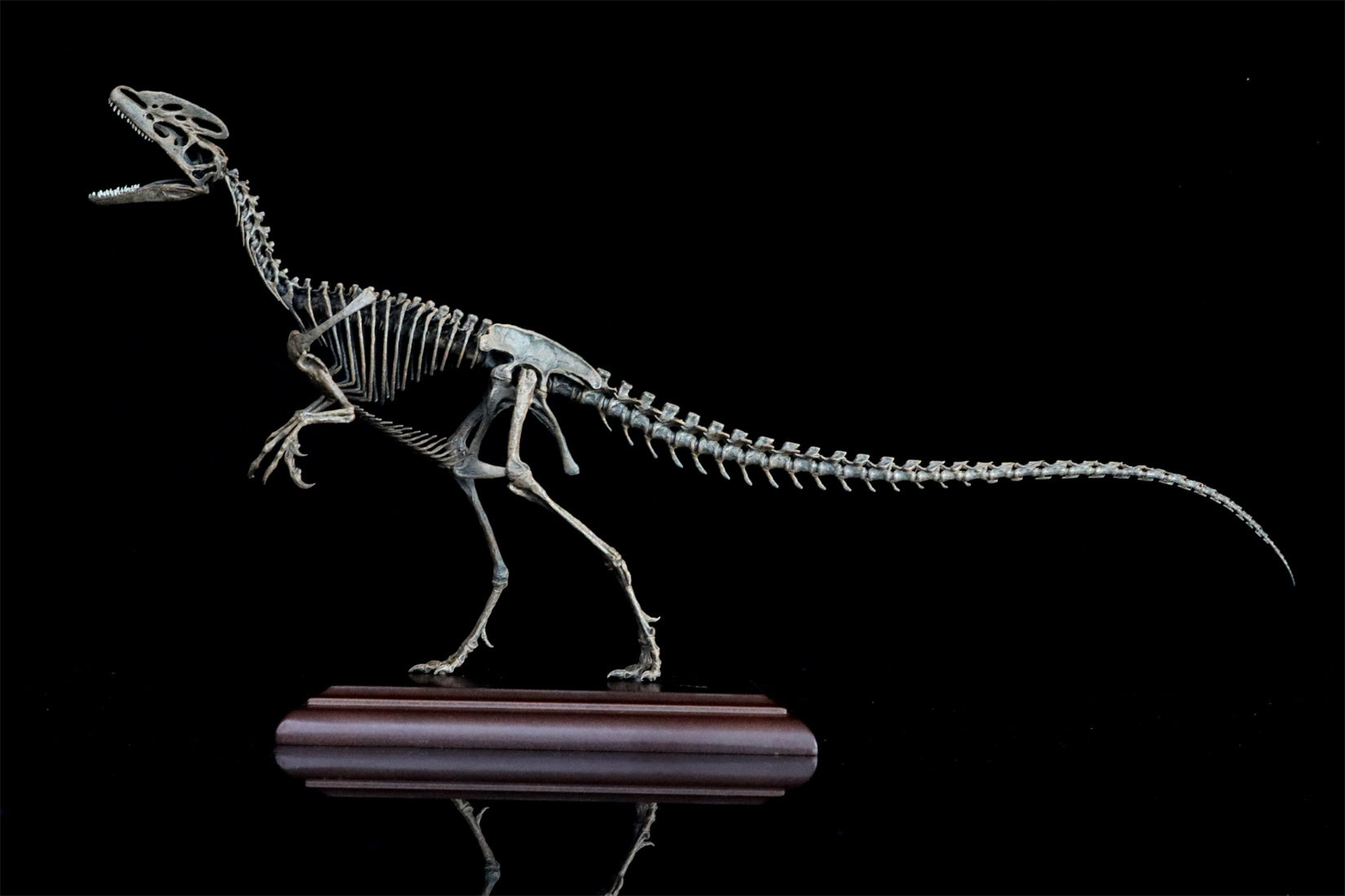 VWUVWU 1/10 Guanlong Wucaii Skeleton Model