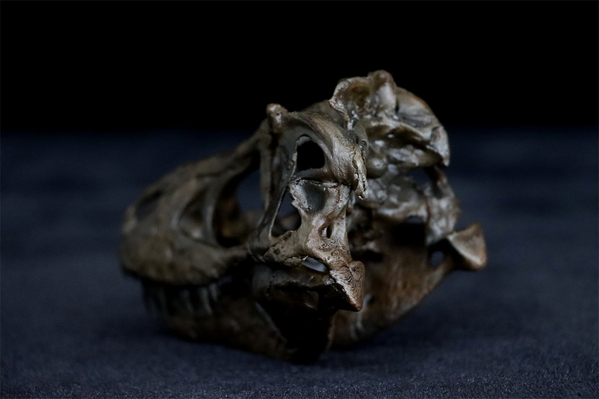 Tyrannosaurus Skull Model