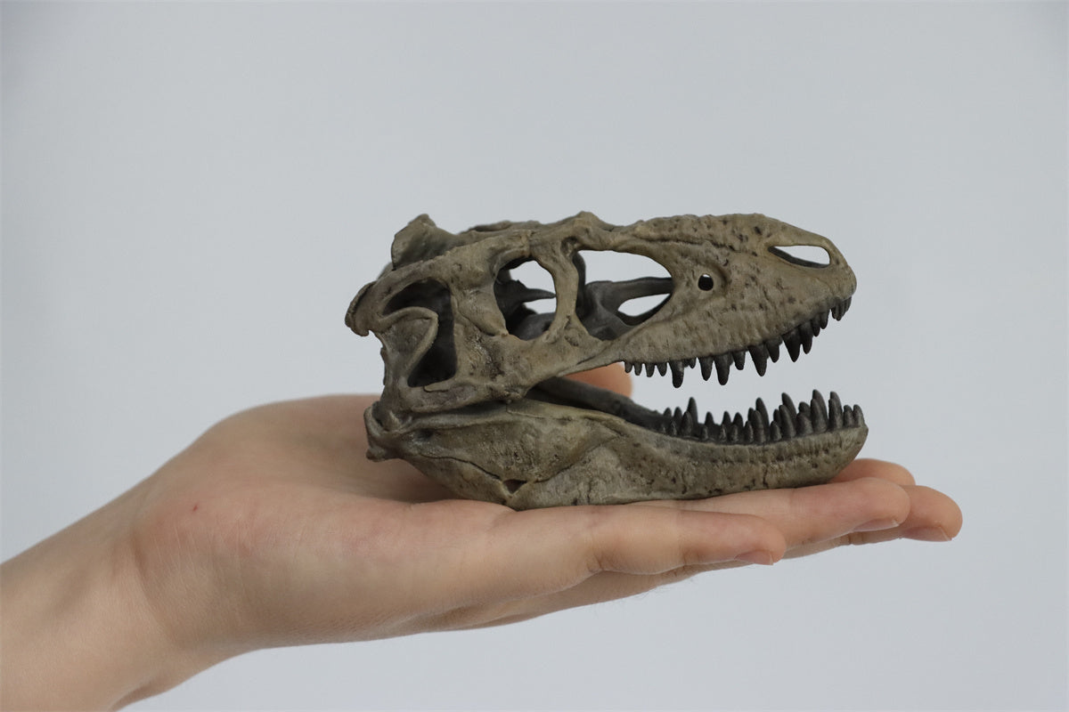 Tyrannosaurus Skull Model