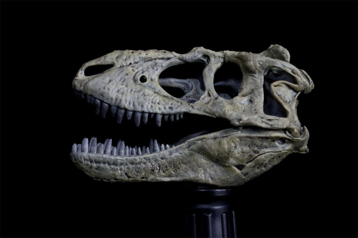 Tyrannosaurus Skull Model