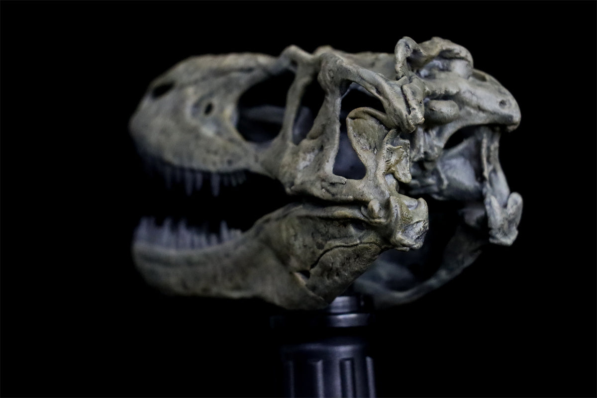 Tyrannosaurus Skull Model