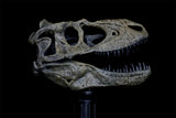 Tyrannosaurus Skull Model